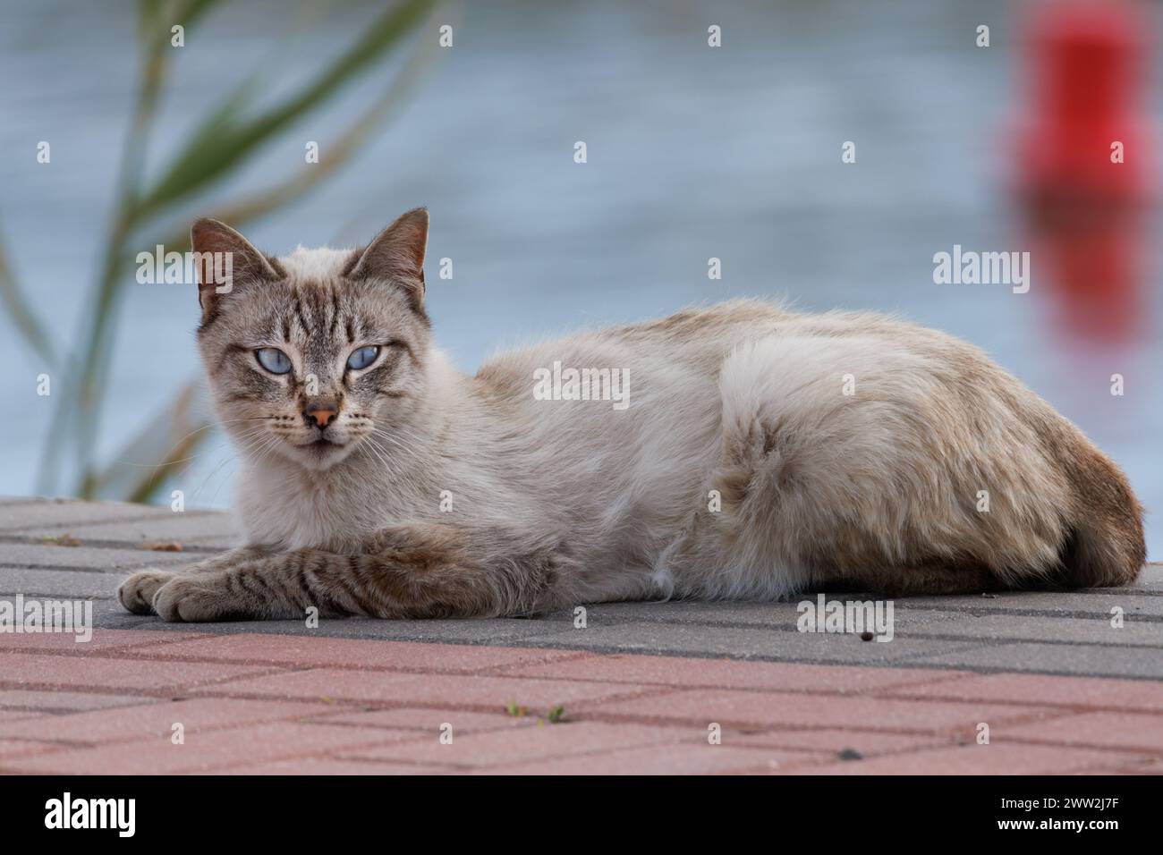 Gato callejero en el puerto deportivo de Guardamar del Segura. España Foto de stock