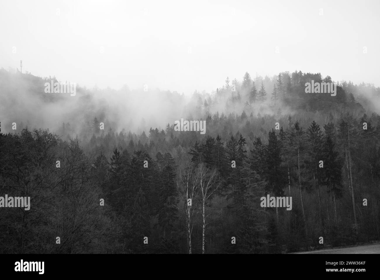 Bosque niebla en una montaña en las montañas de piedra arenisca del Elba en blanco y negro. Ambiente sombrío entre abetos. Paisaje de Alemania Foto de stock