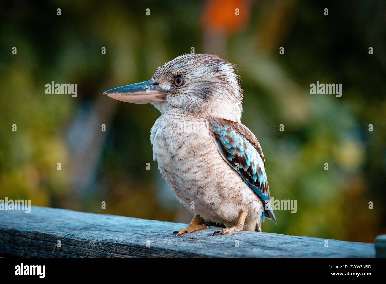La mirada perceptiva de un Kookaburra con alas azules en la isla magnética Foto de stock