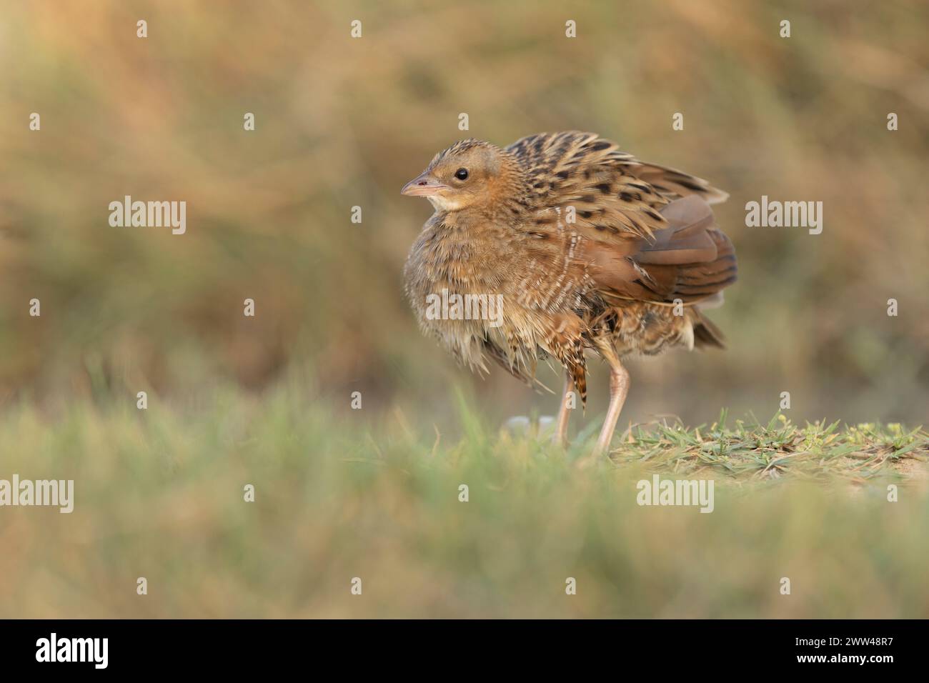 El corncrake (Crex crex) se reproduce en Europa y Asia tan al este como el oeste de China, y migra a África para el invierno del hemisferio norte. Photogr Foto de stock