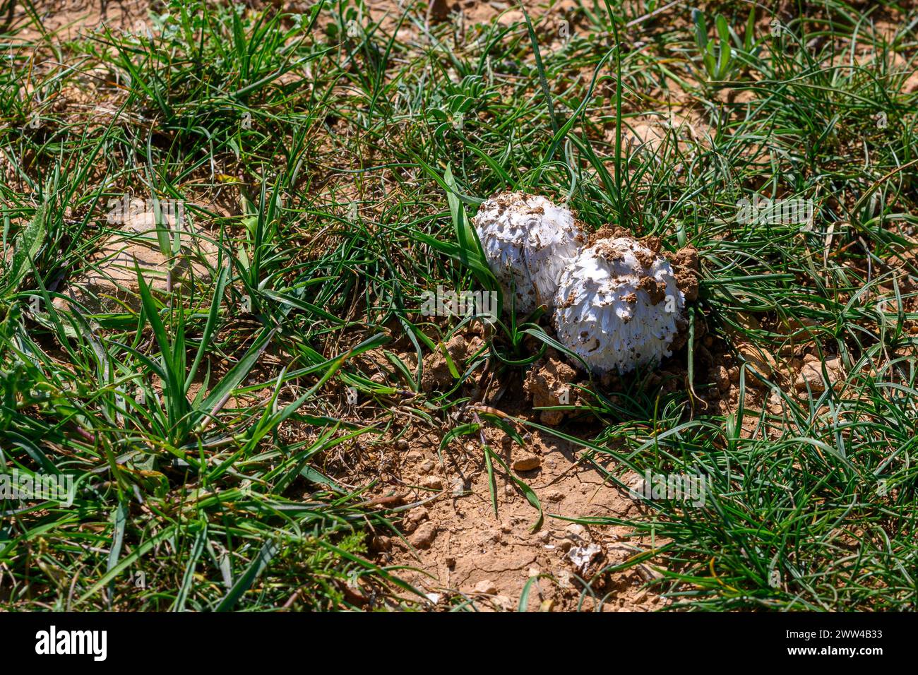 Coprinus comatus, comúnmente conocido como la gorra de tinta holgada, peluca del abogado, o melena holgada, fotografiado en Har Amasa (Monte Amasa), Israel en la primavera de Februa Foto de stock