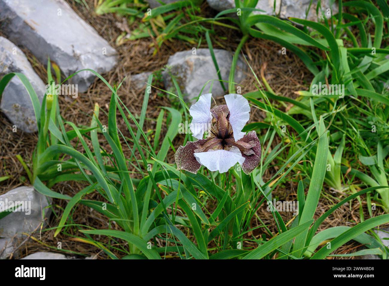 Iris bismarckiana, el iris de Nazaret, es una especie en el género Iris, también está en el subgénero Iris y en la sección Oncocyclus. Es un rhizomato Foto de stock