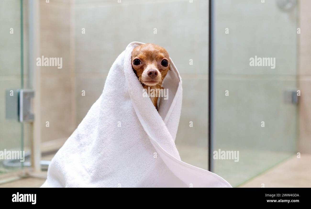 Perro lindo juguete Terrier envuelto en toalla blanca después del lavado. Cuidado de mascotas. Foto de stock