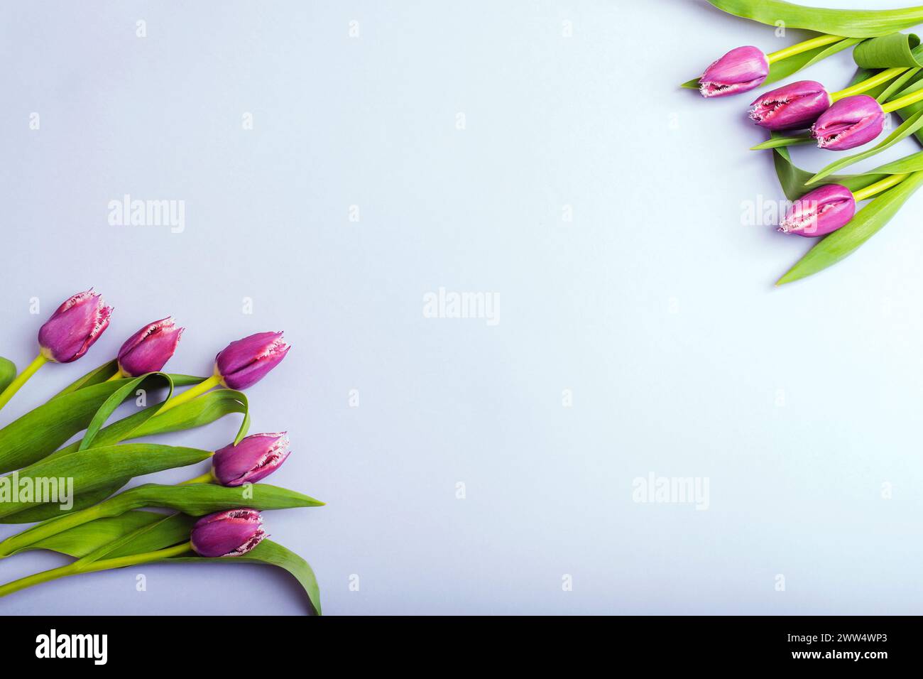 Tulipanes púrpuras sobre fondo claro. Concepto de primavera. Vista superior, espacio de copia. Foto de stock