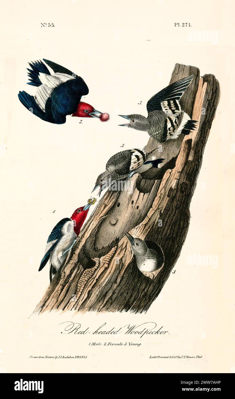 Ilustración grabada antigua de pájaro carpintero de cabeza roja (Melanerpes erythrocephalus). Por J.J. Audubon: Birds of America, Filadelfia, 1840 Foto de stock