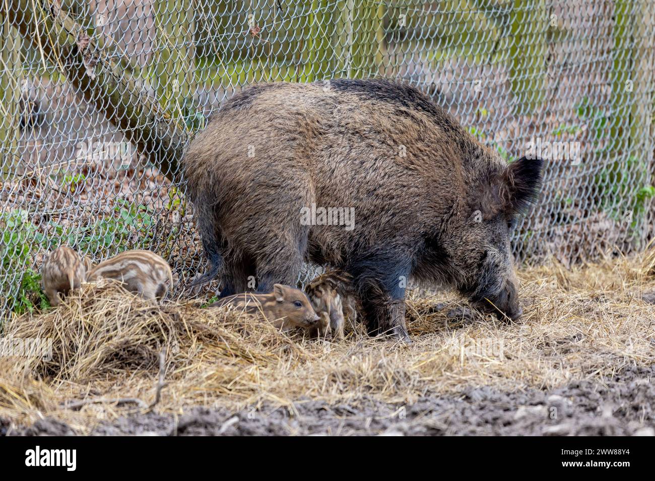 Frischlinge im städtischen Wildgatter auf der Waldau am Bonner Venusberg. ¿Qué es lo Stadtförsterei que se zuänglichen puede hacer? ¿Qué es lo que se puede hacer? ¿Qué es lo que se puede hacer? ¿Qué es lo que se puede hacer? ¿Qué es lo que se puede hacer? ¿Qué es lo que se puede hacer? ¿Qué es lo que se puede hacer? ¿Qué es lo que se puede hacer? 22.03.2024 Bonn Venusberg NRW Deutschland *** Recién nacidos en el recinto municipal de vida silvestre en el Waldau en Bonns Venusberg según la oficina municipal de silvicultores, 20 recién nacidos nacieron la semana pasada y están explorando curiosamente el recinto de animales salvajes en el parque de vida silvestre de libre acceso 22 03 2024 Bonn Venusberg NRW Alemania Copyright: xBonn.dig Foto de stock