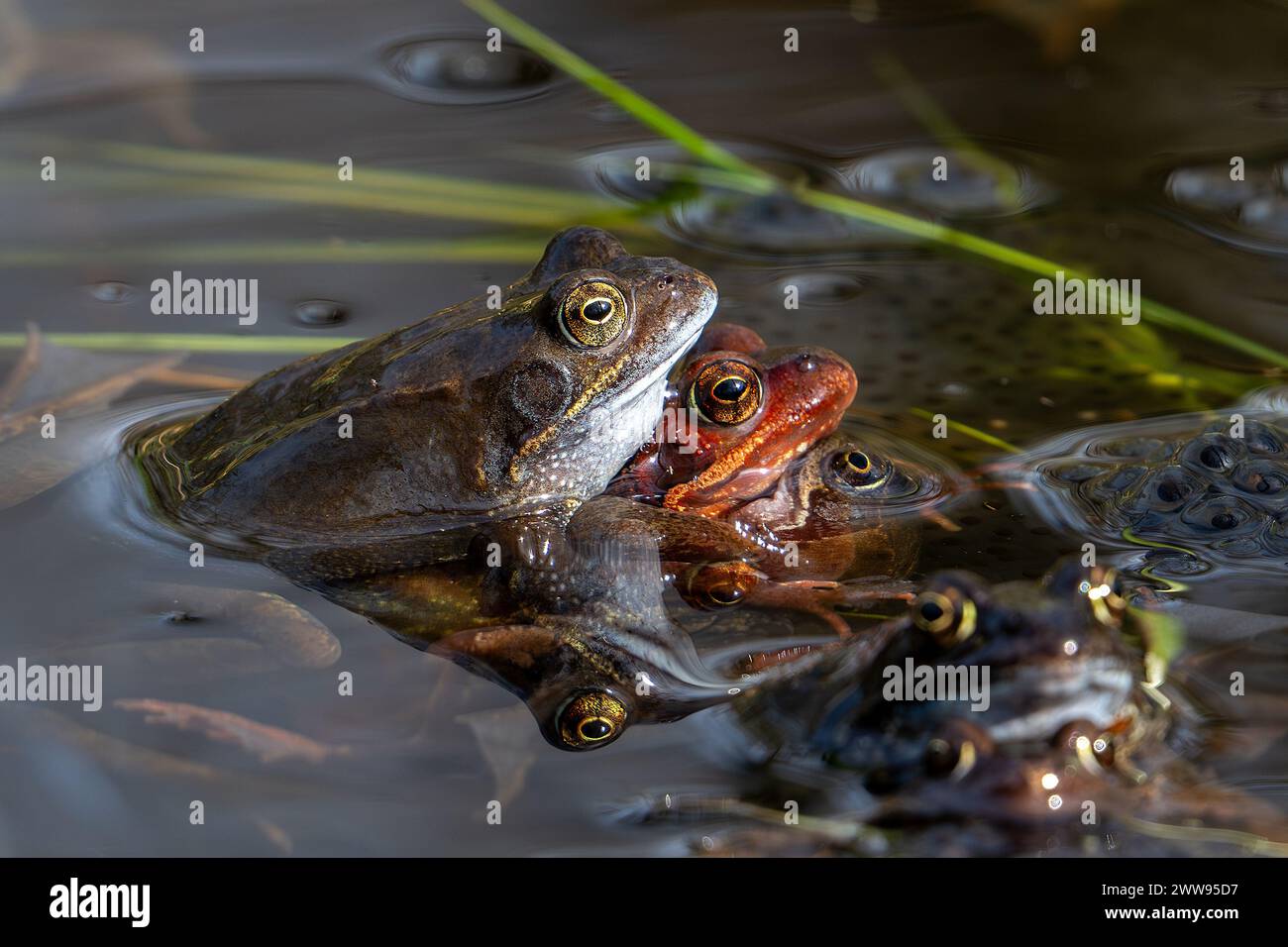 Ranas pardas comunes europeas (Rana temporaria) en amplexus que se reúnen en el estanque entre los engendros de ranas durante la temporada de apareamiento y desove en primavera Foto de stock