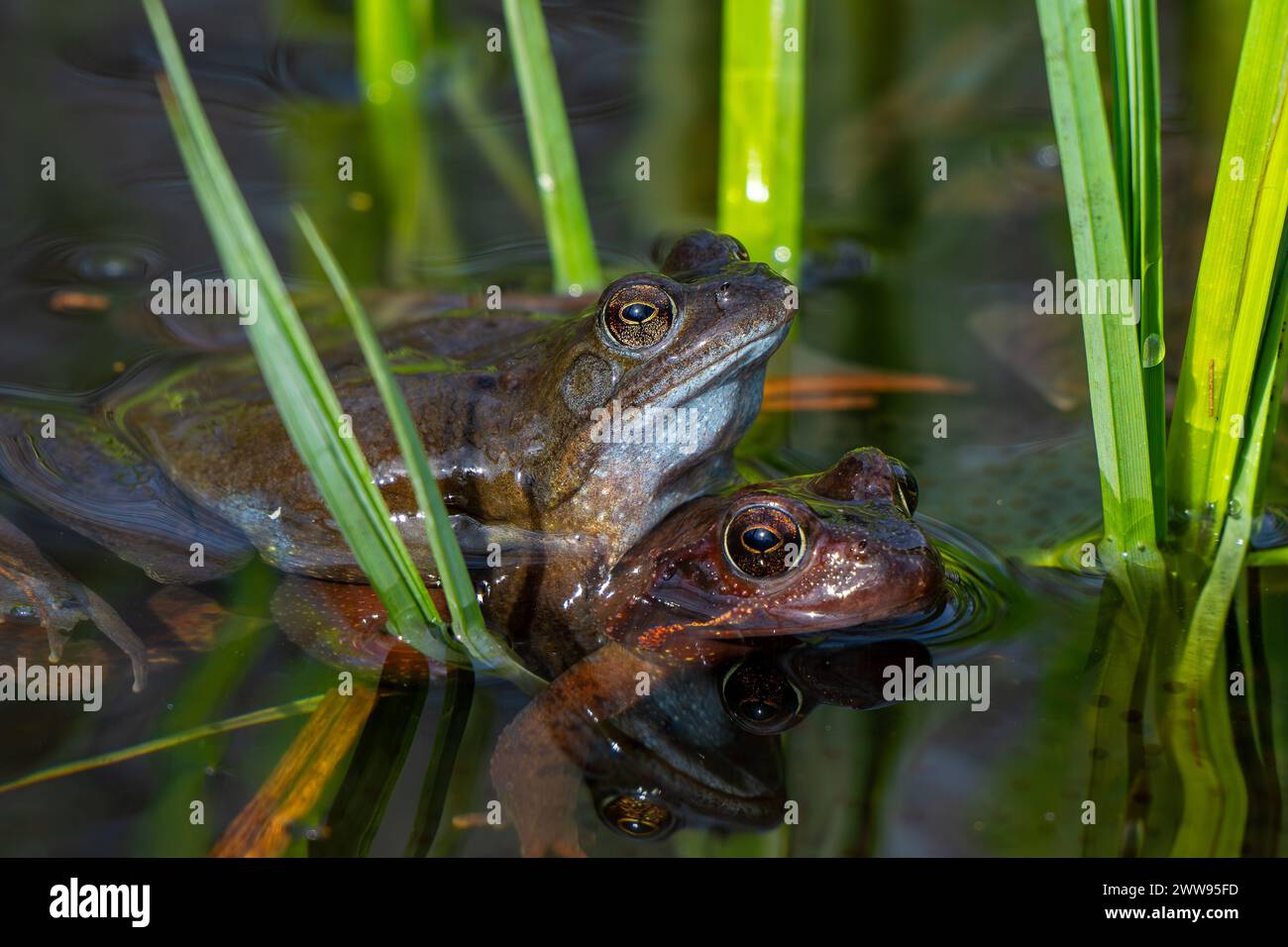 Pareja de ranas común europea / ranas marrones / rana de hierba (Rana temporaria) macho y hembra en amplexus en estanque durante la temporada de desove / cría en primavera Foto de stock