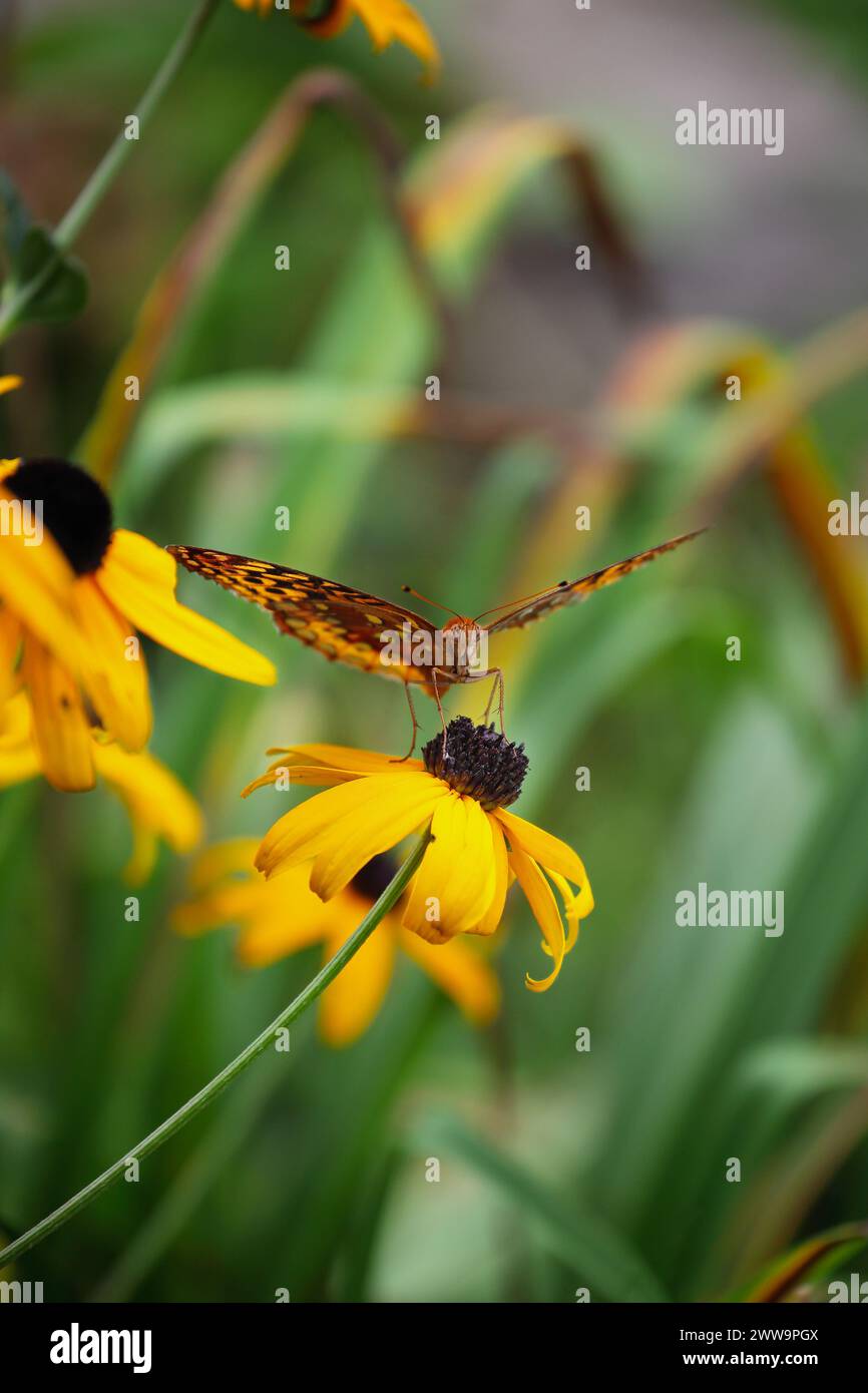Gran Spangled Fritillary Butterfly en una flor de Susan de ojos negros. Enfoque selectivo extremo con fondo borroso. Vista frontal. Foto de stock