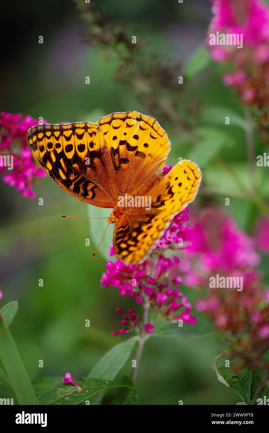 Gran Spangled Fritillary Butterfly en una flor de flor de arbusto de mariposa de color lila rosa. Enfoque selectivo extremo con fondo borroso. Vista frontal Foto de stock