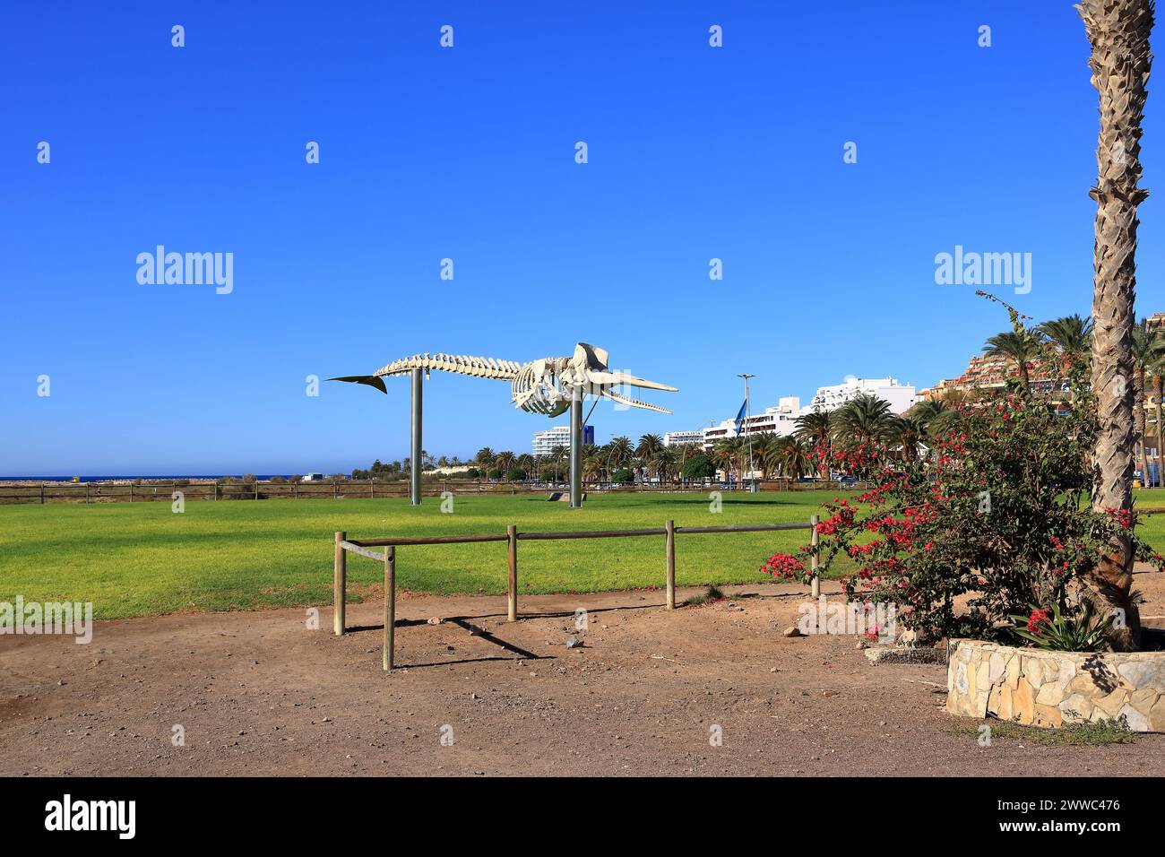 Un Esqueleto de una Ballena de Esperma en Morro Jable, Fuerteventura, España Foto de stock