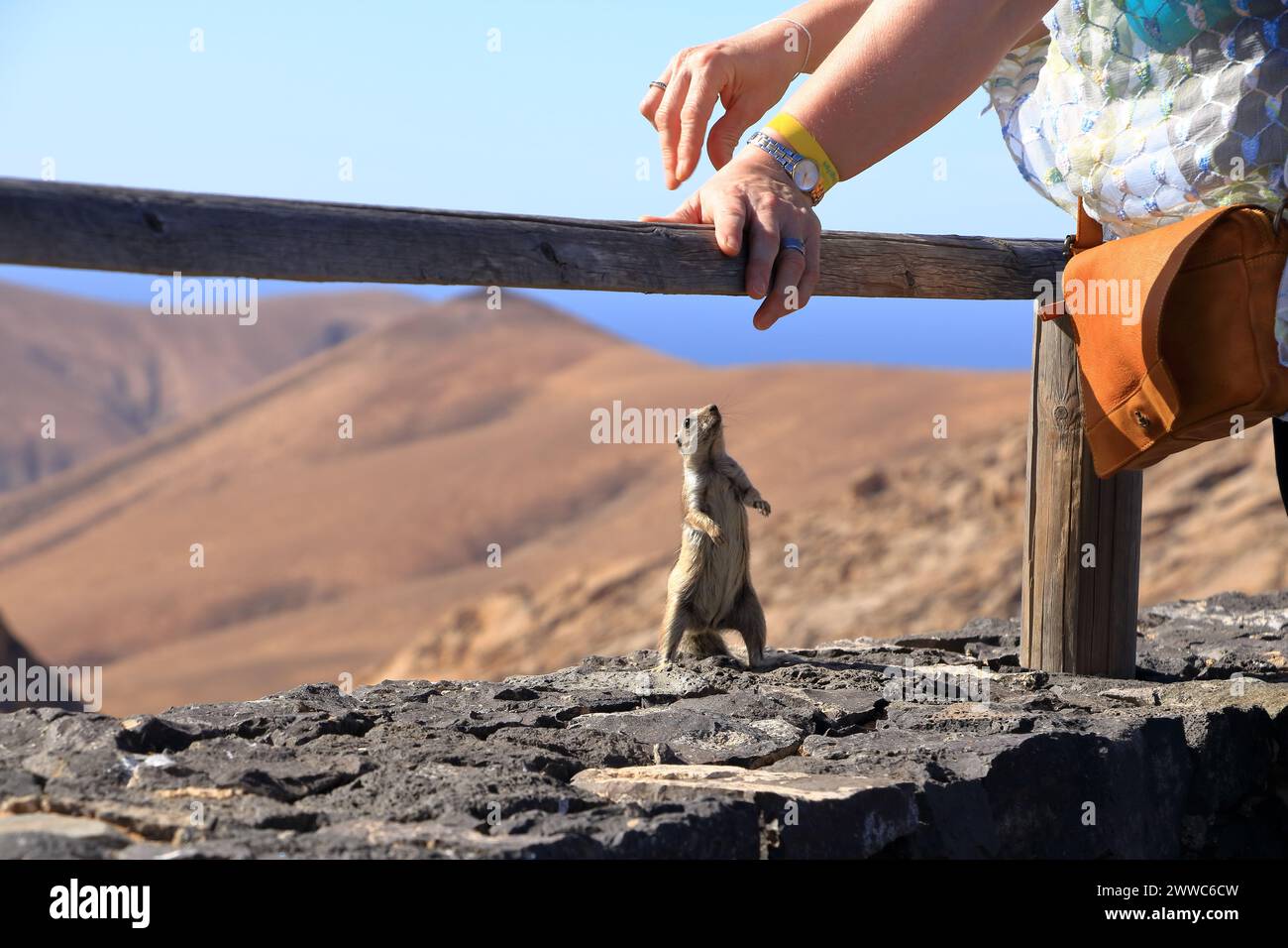 Ardilla molida de Berbería (Atlantoxerus getulus) en una roca pidiendo alimentación a mano, comiendo de la mano - Fuerteventura en las Islas Canarias Foto de stock