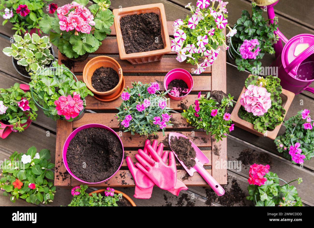 Flores rosadas con equipo de jardinería en el banco en el balcón Foto de stock