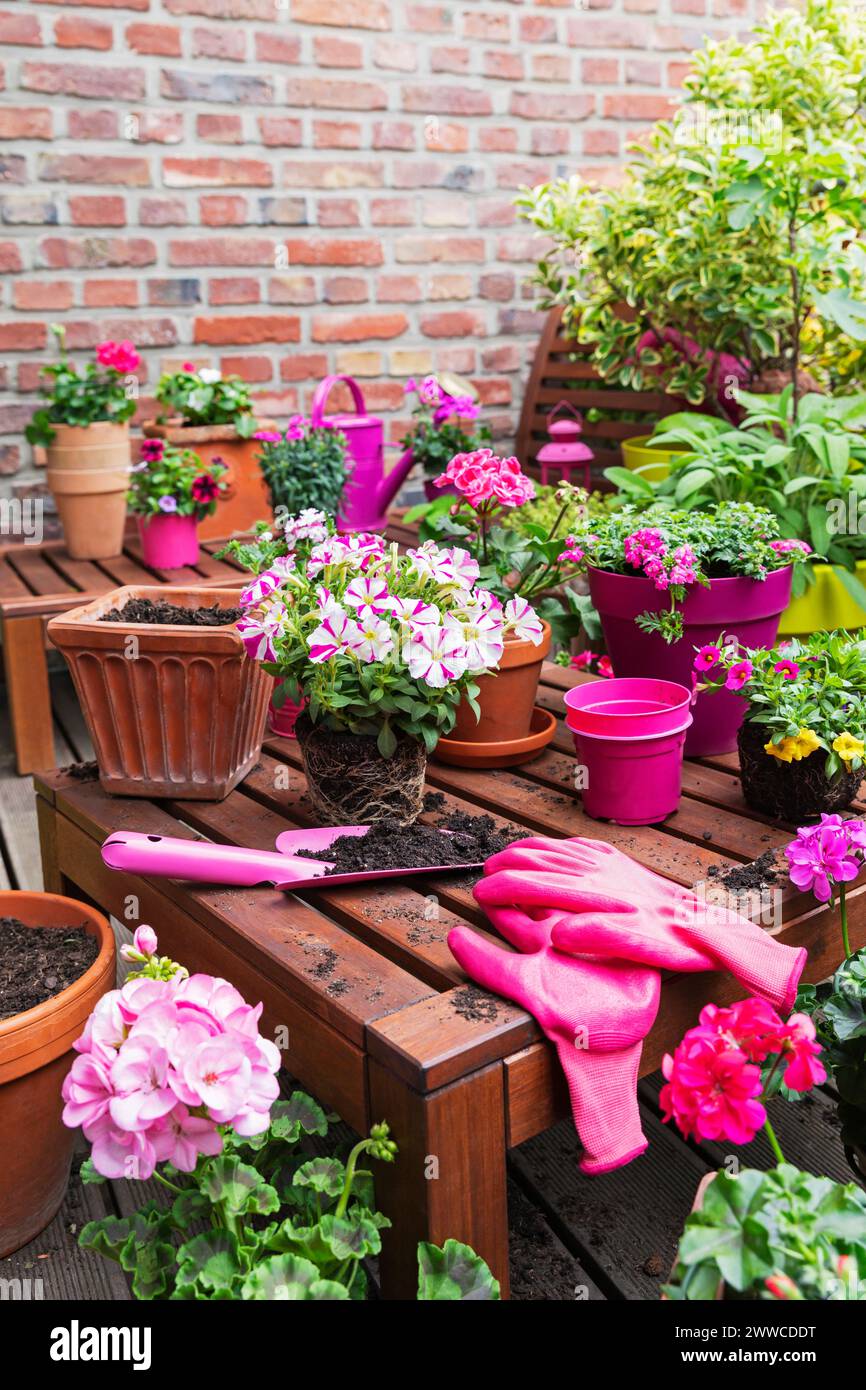 Macetas de flores rosadas con paleta y guantes en el banco en el balcón Foto de stock