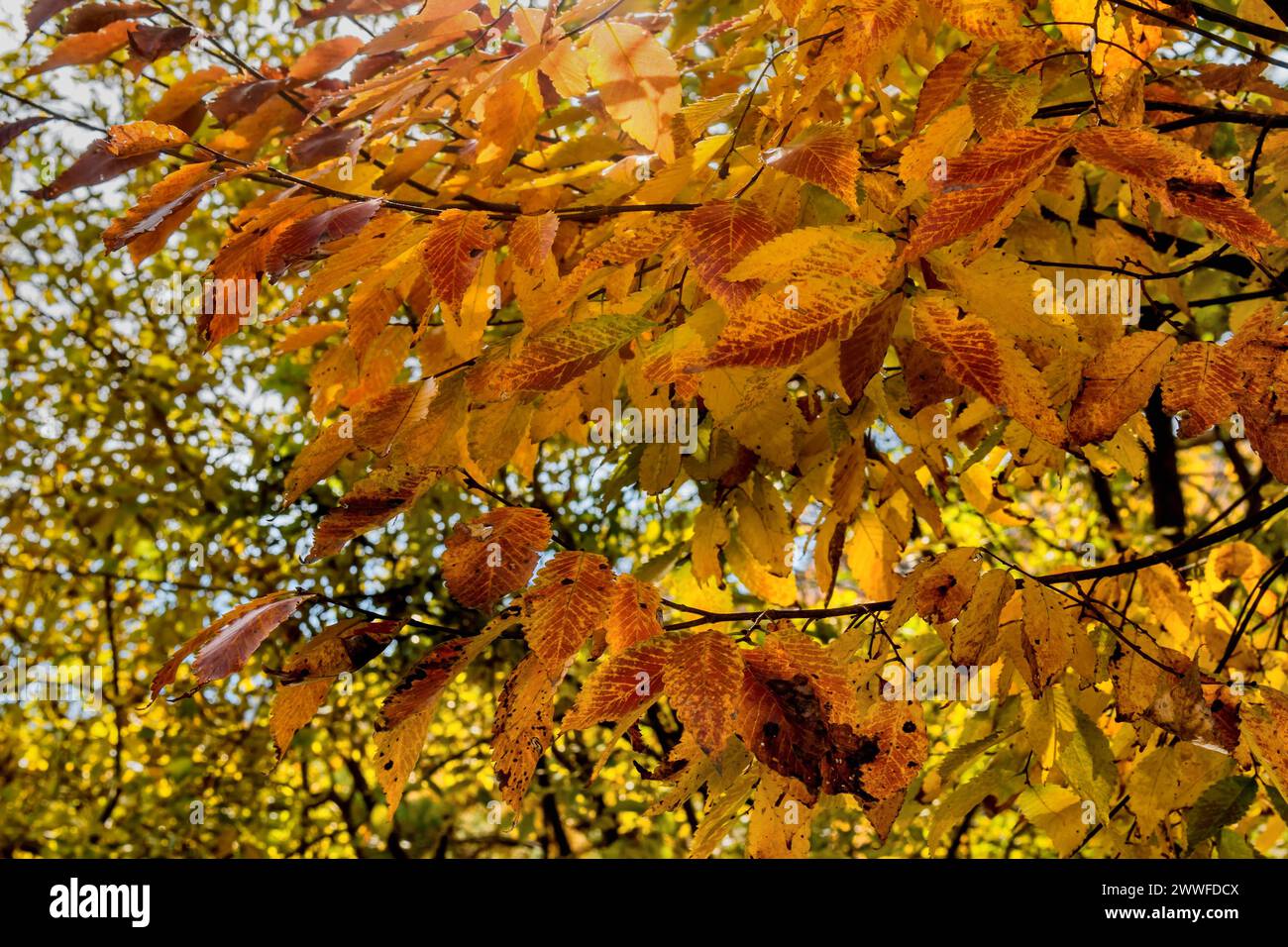 Primer plano de hojas de otoño anaranjadas y amarillas brillantes, en Corea del Sur Foto de stock