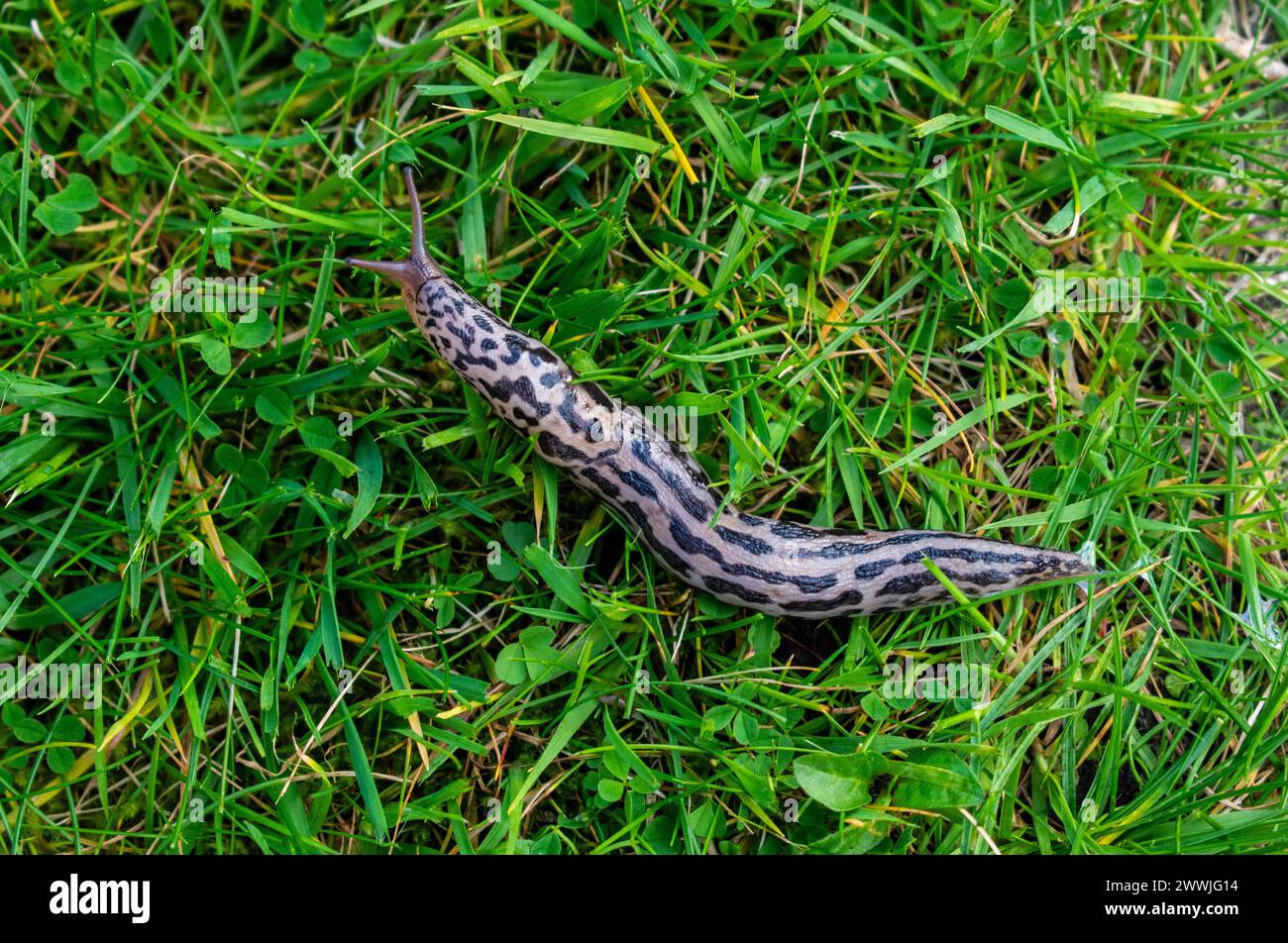Limax maximus también conocido como el leopardo Slug o Grey Slug Foto de stock