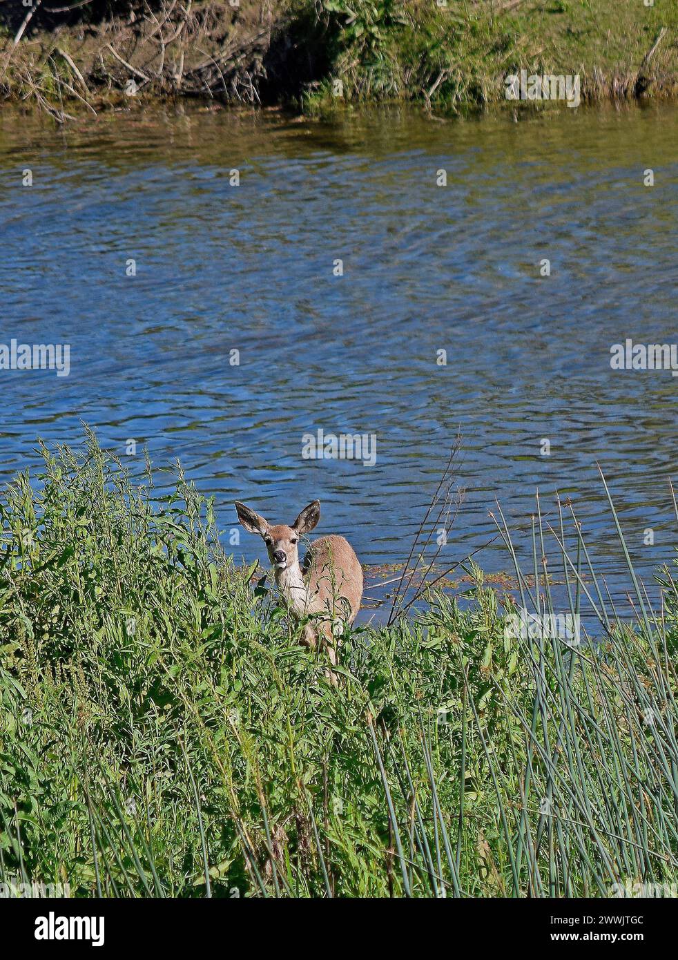 Ciervos junto a Alameda Creek en Union City, California Foto de stock