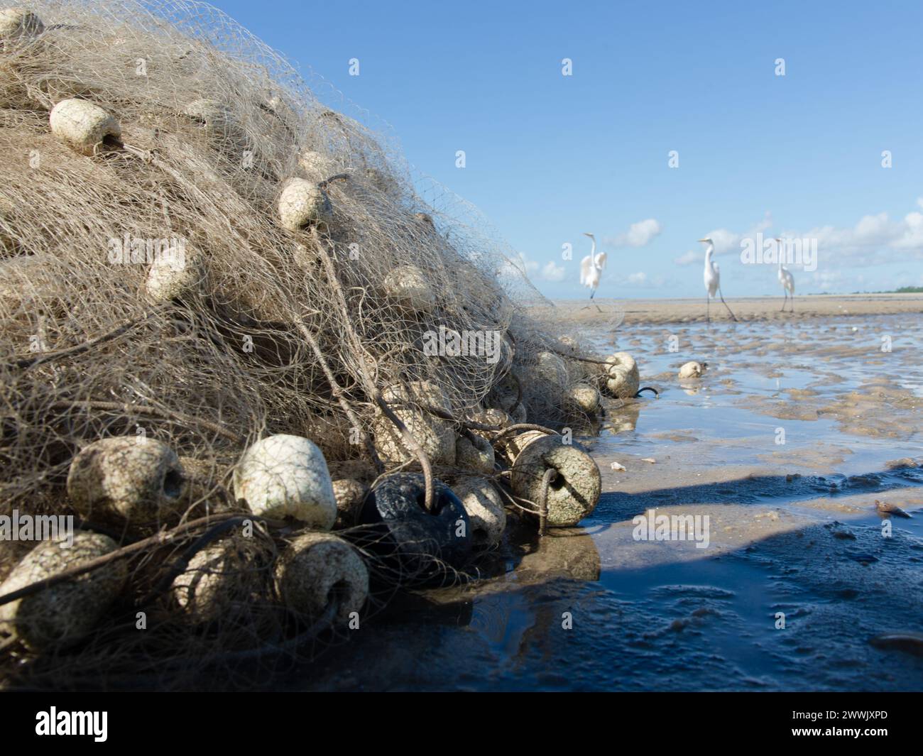 Garzas blancas en el borde de una playa. Pájaro marino en busca de comida. Animales salvajes. Foto de stock