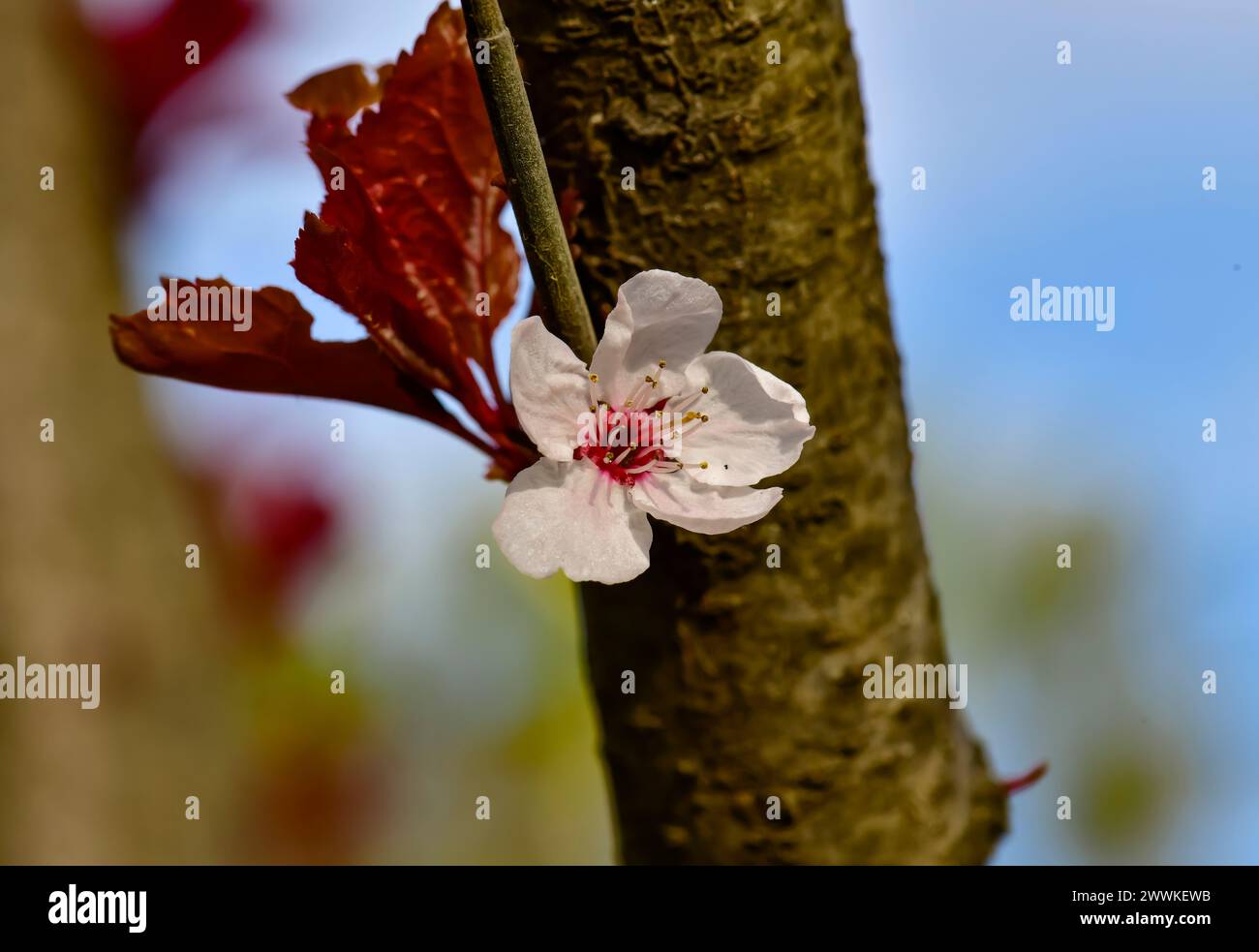 Prunus floración de primavera y posiblemente melocotones, ciruelas, nectarinas, cerezas y almendras son diferentes especies de Prunus. Foto de stock