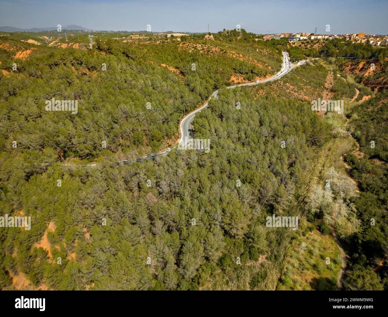 Bosque de pinos de Alepo con pérdida de hojas por sequía en las colinas cercanas a Castellbisbal (Barcelona, Cataluña, España) ESP: Bosque de pino carrasco, España Foto de stock