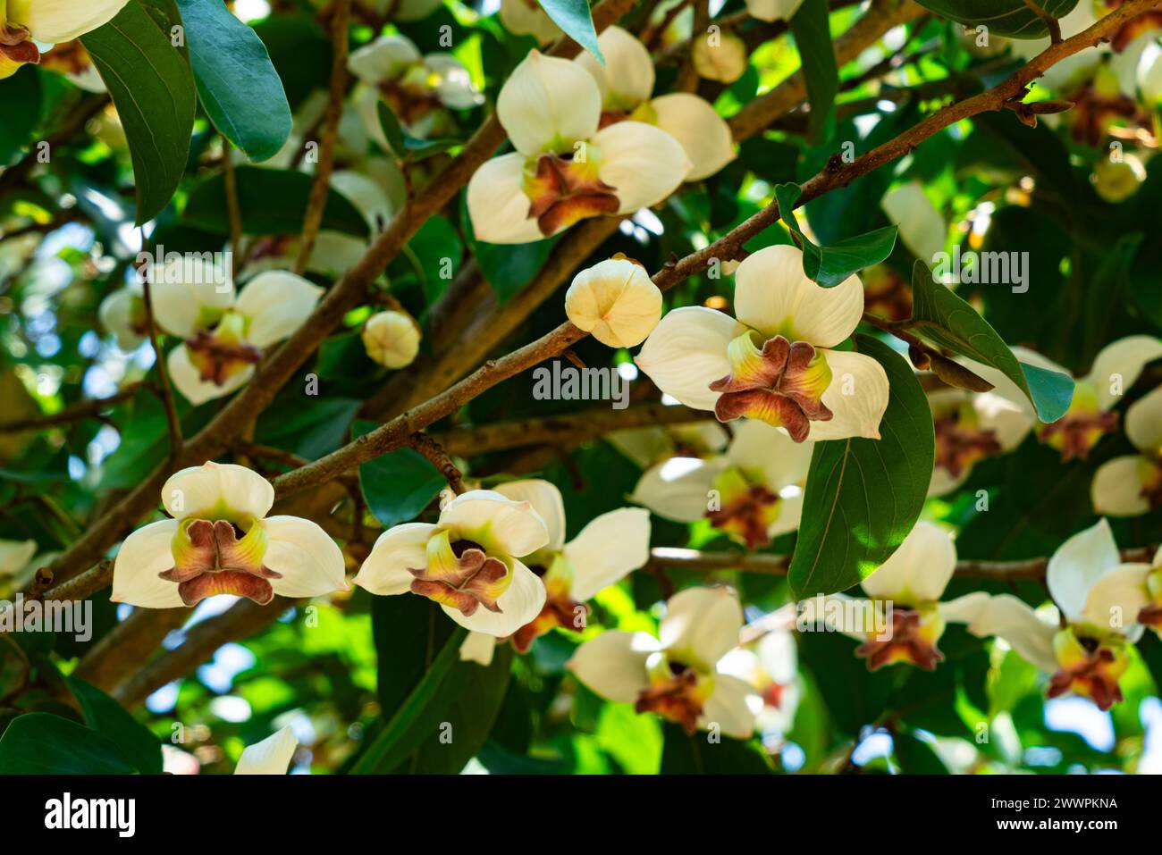 Flores raras Mitrephora sirikitiae florecen en la temporada de verano en la selva tropical de gran altitud del norte de Tailandia. Foto de stock