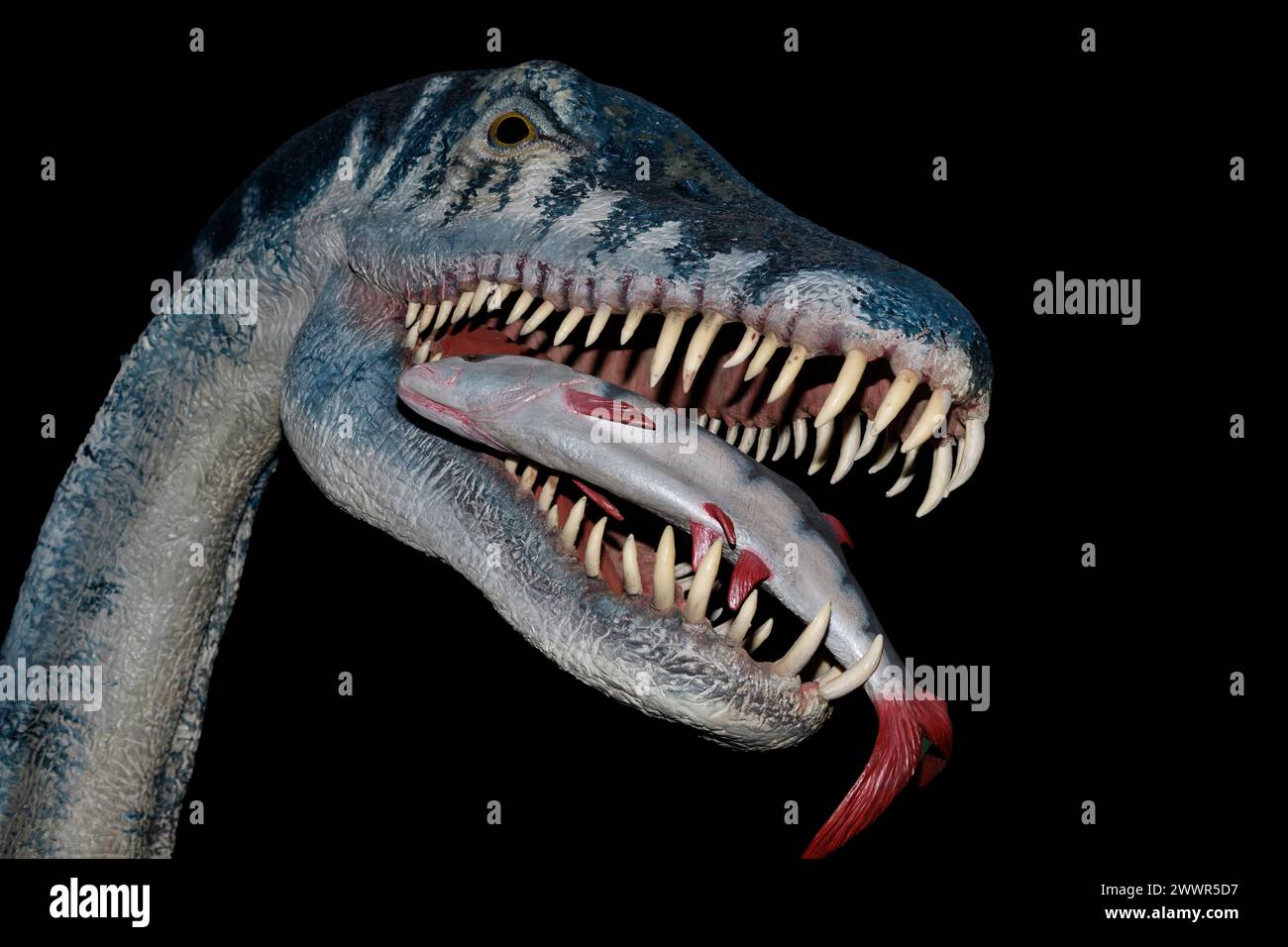 Modelo de Elasmosaurus platyurus. Elasmosaurus era un reptil marino perteneciente a los plesiosaurios. Vivió en el Cretácico superior hace unos 80 millones de años. Foto de stock