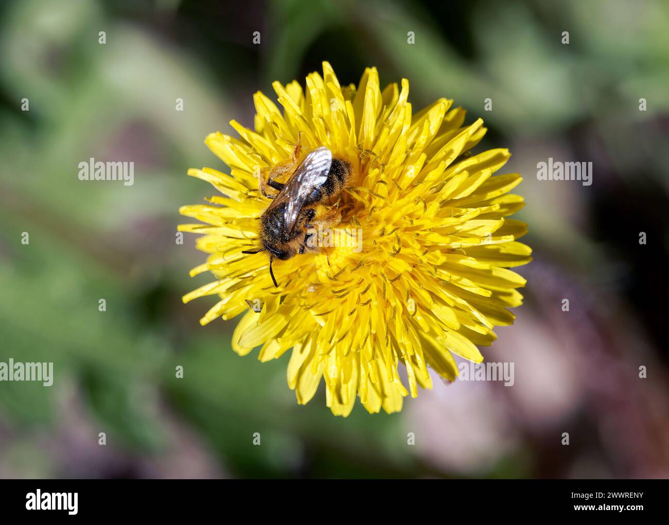 Bee, Sandbiene, Andrène, Andrena sp., bányászméh, Budapest, Hungría, Magyarország, Europa Foto de stock