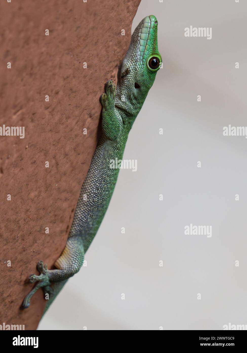 Gecko de día gigante de Koch, Phelsuma madagascariensis kochi, Parque Nacional Ankarafantsika, Madagascar Foto de stock