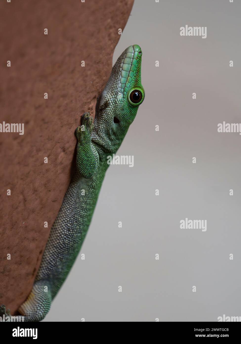 Gecko de día gigante de Koch, Phelsuma madagascariensis kochi, Parque Nacional Ankarafantsika, Madagascar Foto de stock