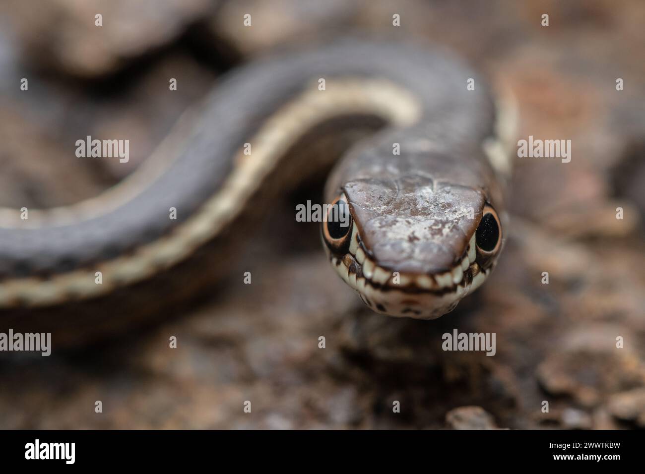 Un corredor a rayas o whipsnake de California (Masticophis lateralis) Una serpiente rápida que se encuentra a través de las montañas de Santa Cruz y en otros lugares de CA. Foto de stock