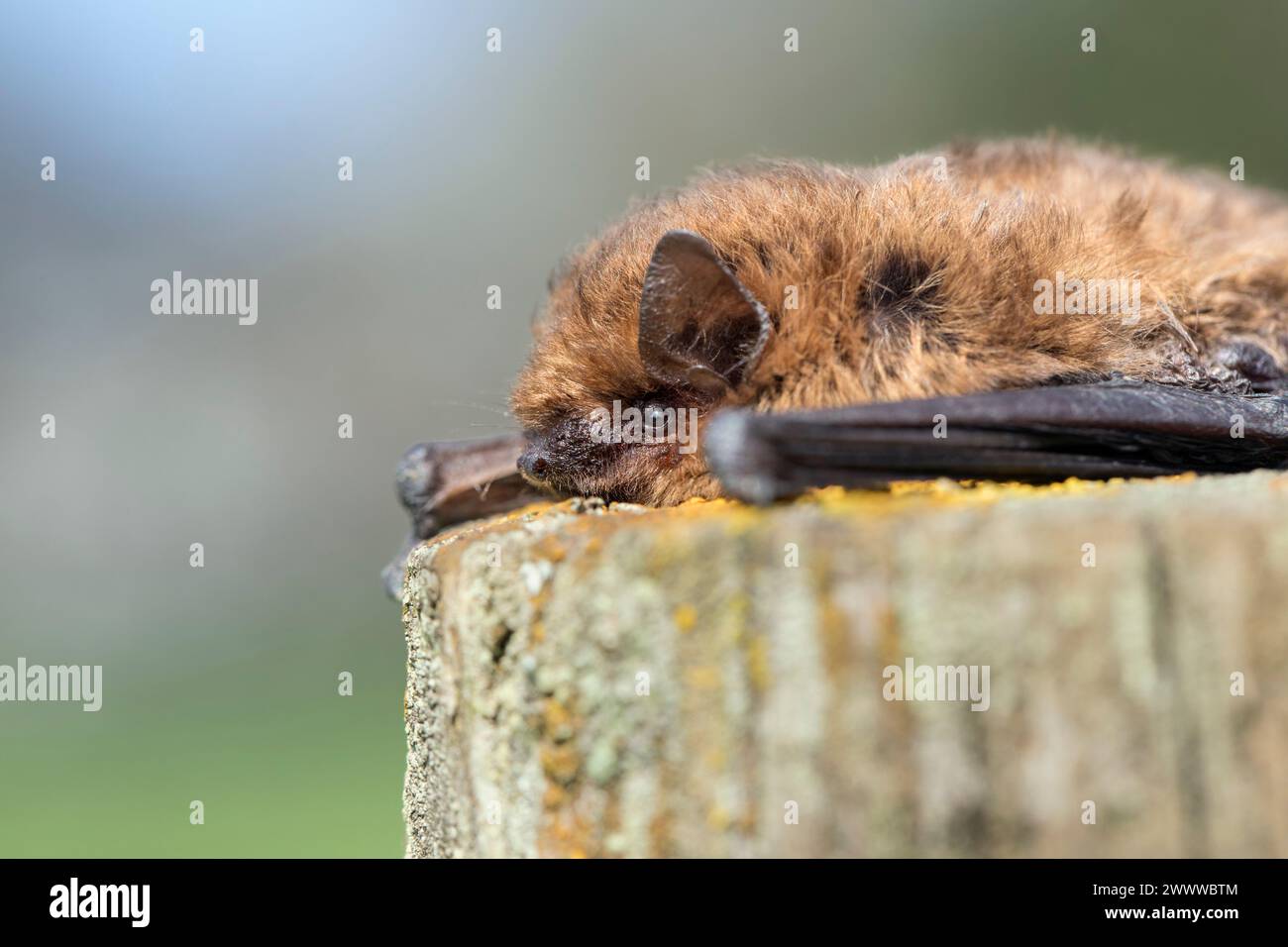 Común Pipistrelle Bat; Pipistrellus pipistrellus; Reino Unido Foto de stock