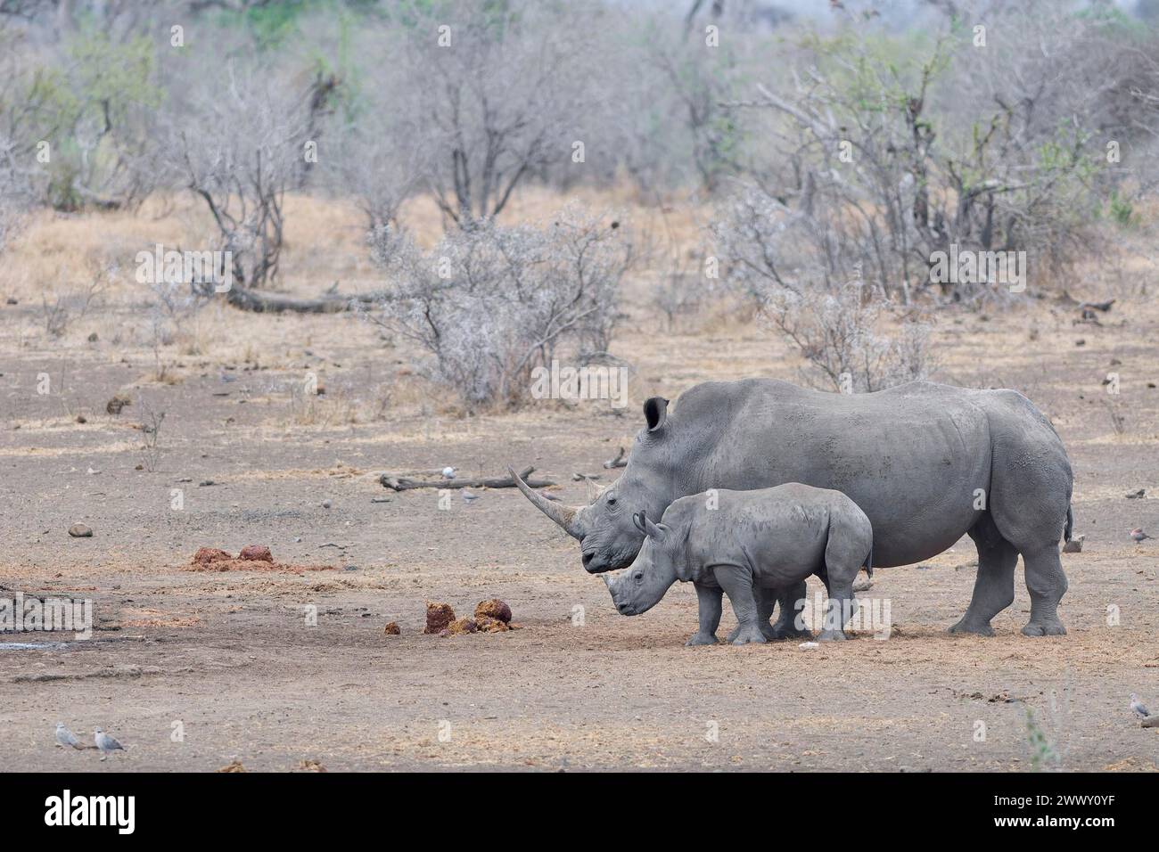 Rinocerontes blancos del sur (Ceratotherium simum simum), hembra adulta con rinoceronte joven temeroso, de pie en el pozo de agua, esperando a beber, alerta, Foto de stock