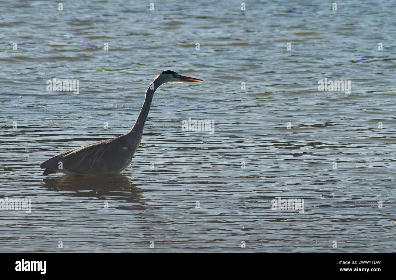 Grey Heron en pose clásica de pie en agua dulce con factura ligeramente abierta y sin distracciones Foto de stock