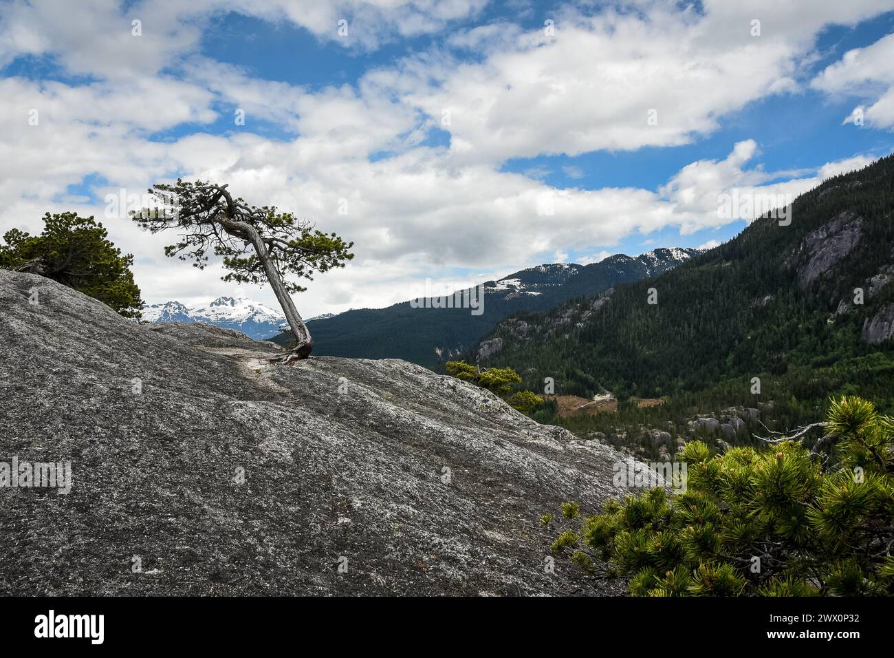 Árbol solitario que crece en un acantilado rocoso en las montañas rocosas canadienses Foto de stock