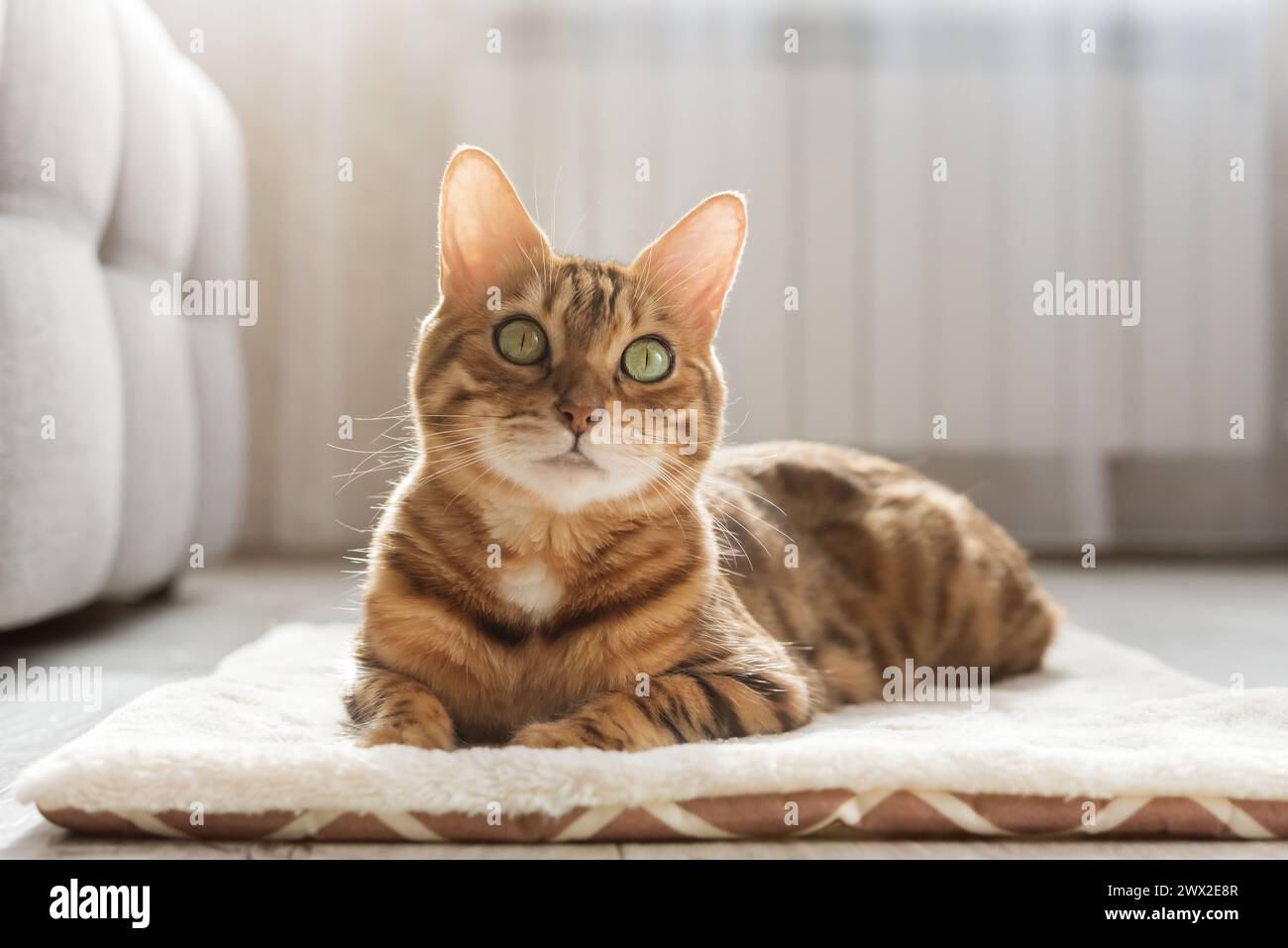 Un gato de Bengala se sienta en una alfombra suave y esponjosa. Hermoso gato de pura raza en el suelo en la sala de estar. Foto de stock