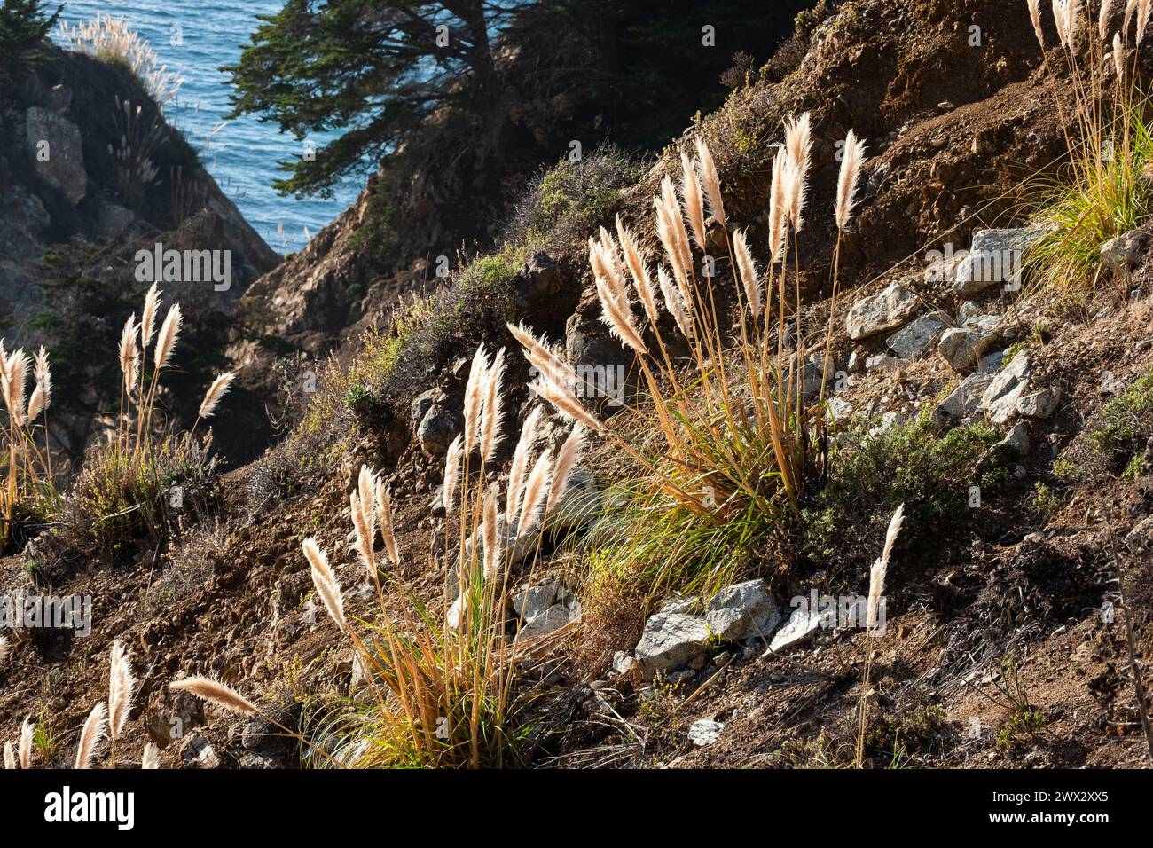Pasto de pampas en laderas escarpadas justo al lado de la Ruta 1 Highway 1 en la región Big Sur de California, EE.UU., junto al Océano Pacífico. Foto de stock