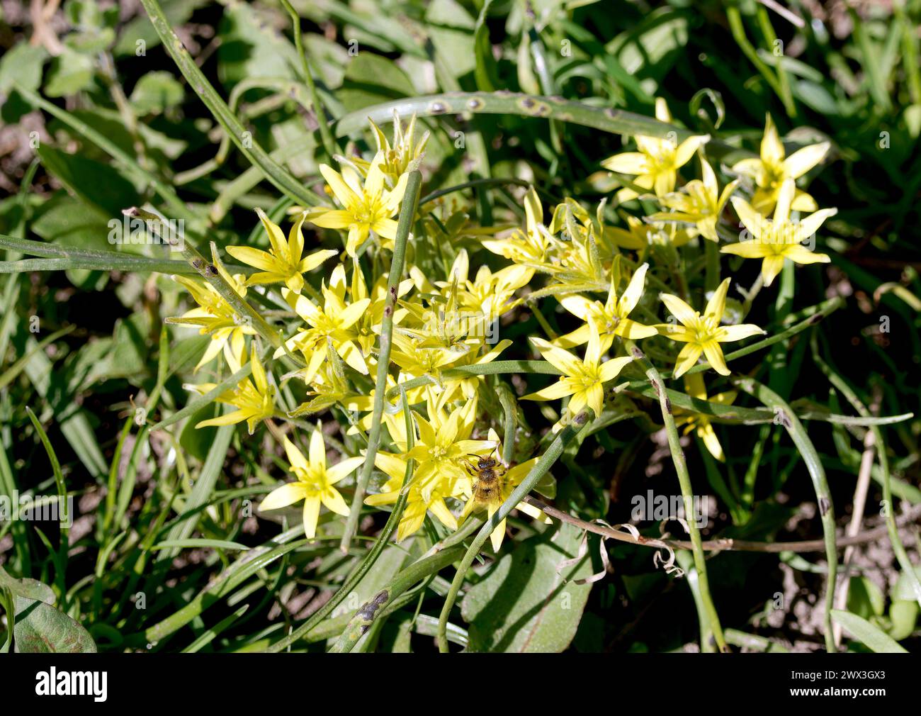 Estrella amarilla de Belén, Wald-Gelbstern, Gagée jaune, Gagea lutea, sárga tyúktaréj, Hungría, Magyarország, Europa Foto de stock