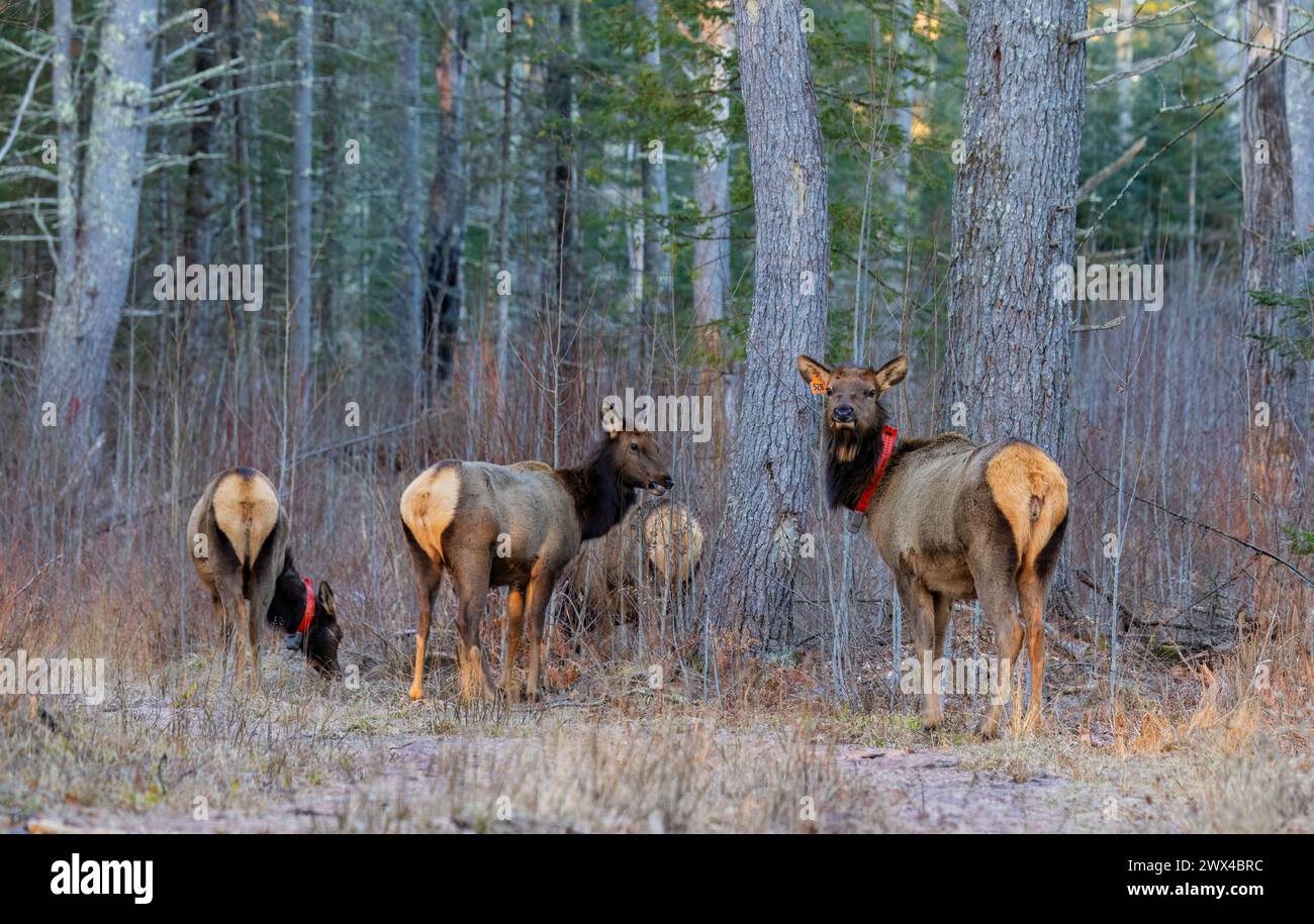Elk rebaño en una mañana de marcha en Clam Lake, Wisconsin. Foto de stock