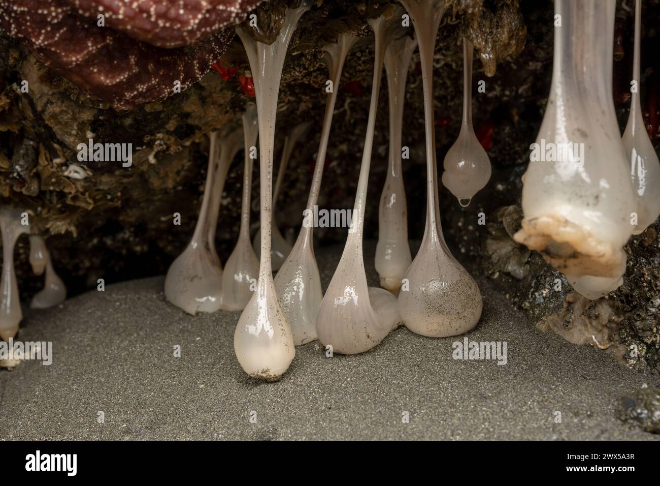 Grupo grande de Plumose Anemone Hang desde el techo de la cueva del mar pequeño a lo largo de la costa de Oregón Foto de stock