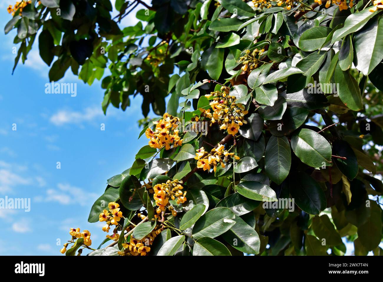 Flores amarillas (Pterocarpus violaceus) en el árbol Foto de stock