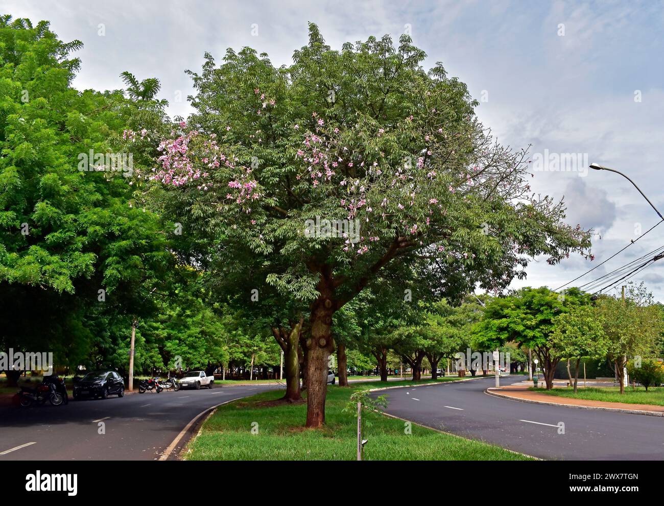 Flores de seda (Ceiba speciosa o Chorisia speciosa) en Ribeirao Preto, Sao Paulo, Brasil Foto de stock