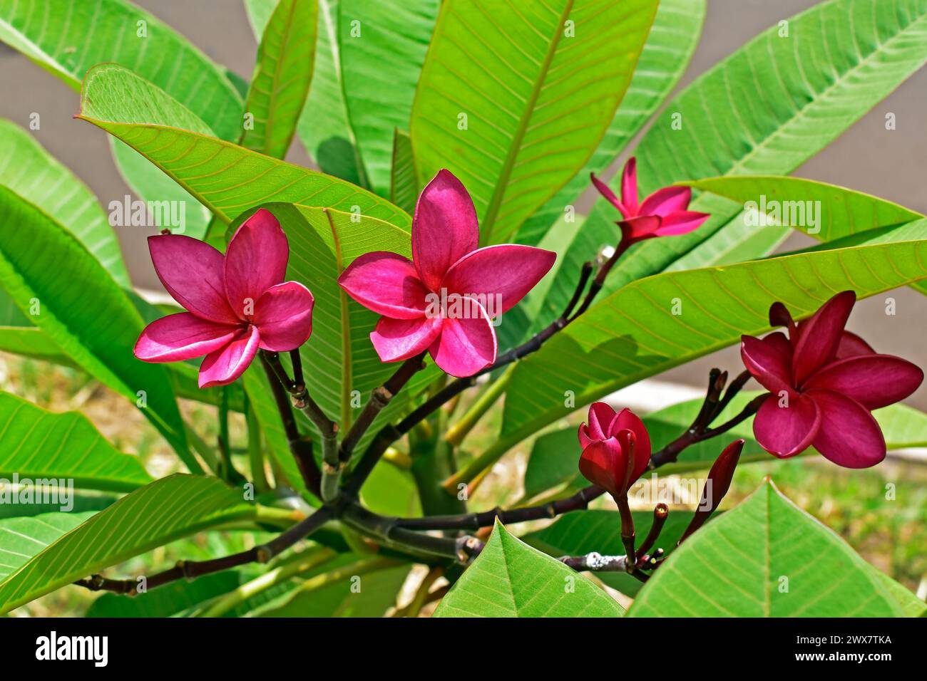 Flores de frangipani rosadas (Plumeria rubra) en jardín tropical Foto de stock