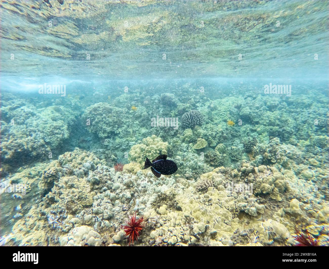 Una vista submarina de un arrecife de coral poco profundo en aguas cristalinas. Molokini Crater Maui Hawaii. Foto de stock