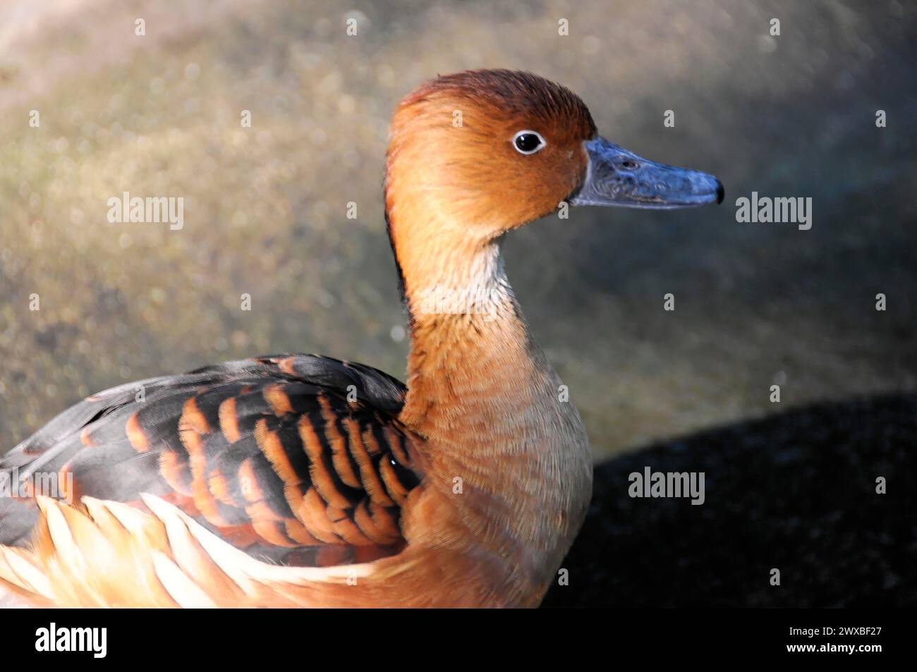 Un pochard de pato de cresta roja (Netta rufina), con plumaje marrón y pico azul se encuentra junto a un cuerpo de agua, Stuttgart, Alemania Foto de stock