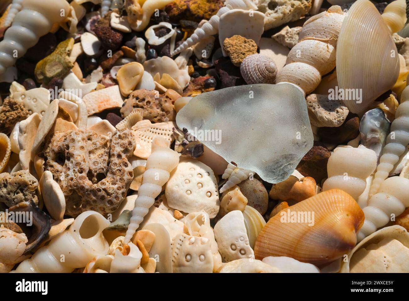 Vidrio de mar, conchas de Turritella cingulifera y conchas marinas en la playa Foto de stock