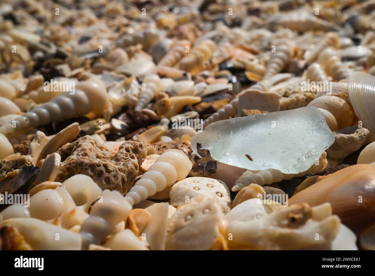 Vidrio de mar, conchas de Turritella cingulifera y conchas marinas en la playa Foto de stock