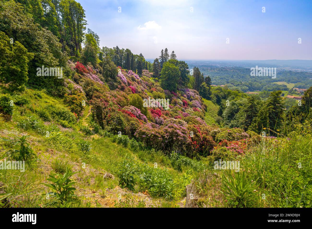 La colina rododendron en el parque de Burcina 'Felice Piacenza', provincia de Biella, Piamonte, Italia Foto de stock