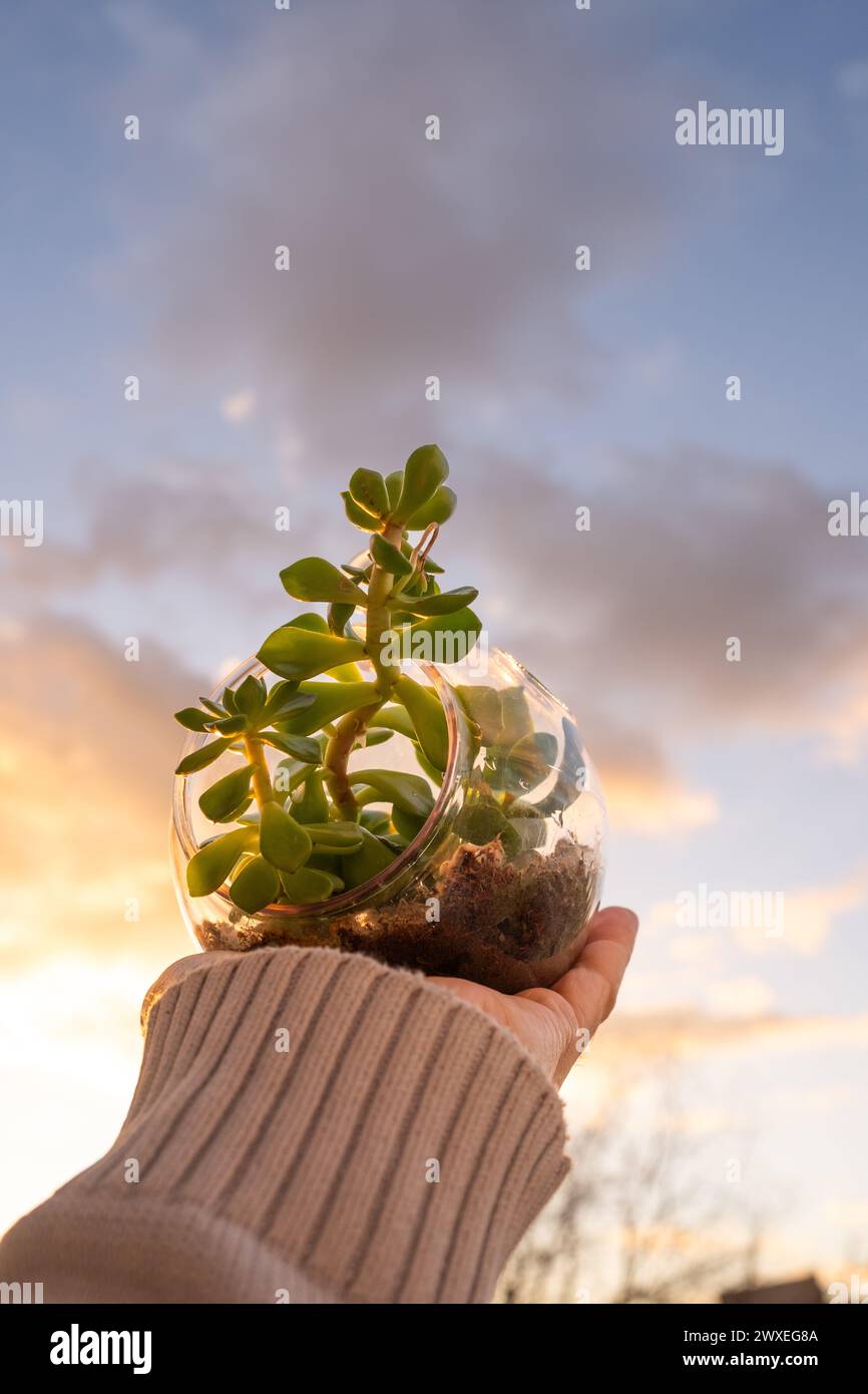 Una mano del hombre sostiene cuidadosamente un Terrario de Planta Natural con una Bola de Vidrio Micro Hábitat sobre un fondo suave neutro. Planeta Cuidado y Sostenibilidad Foto de stock