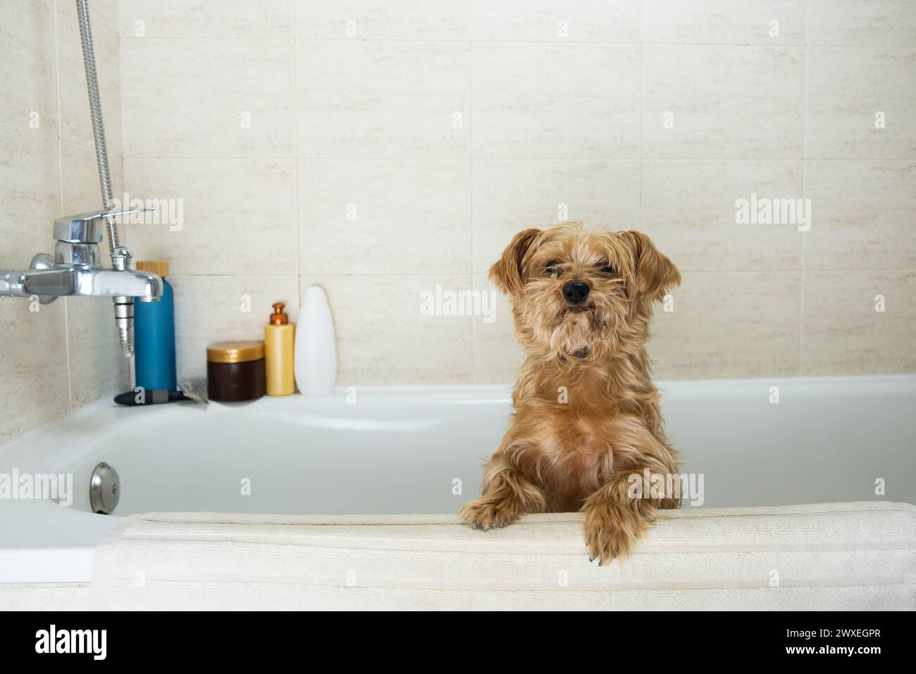 El perro mestizo adulto mira sobre la bañera antes de ser lavado. Higiene canina, y cuidado de mascotas en casa. mira a su maestro para una respuesta a su situación. Foto de stock