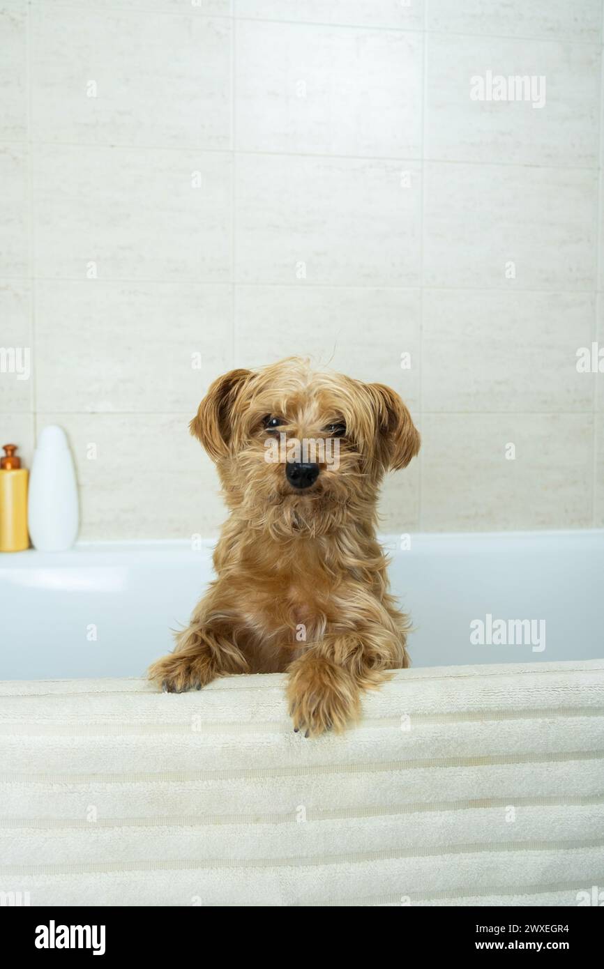 El perro mestizo adulto mira sobre la bañera antes de ser lavado. Higiene canina, y cuidado de mascotas en casa. mira a su maestro para una respuesta a su situación. Foto de stock